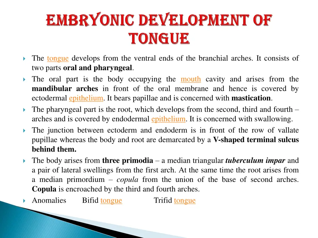 the tongue develops from the ventral ends