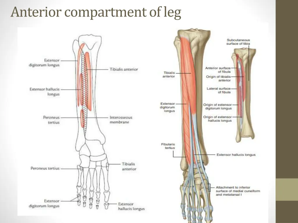 anterior compartment of leg