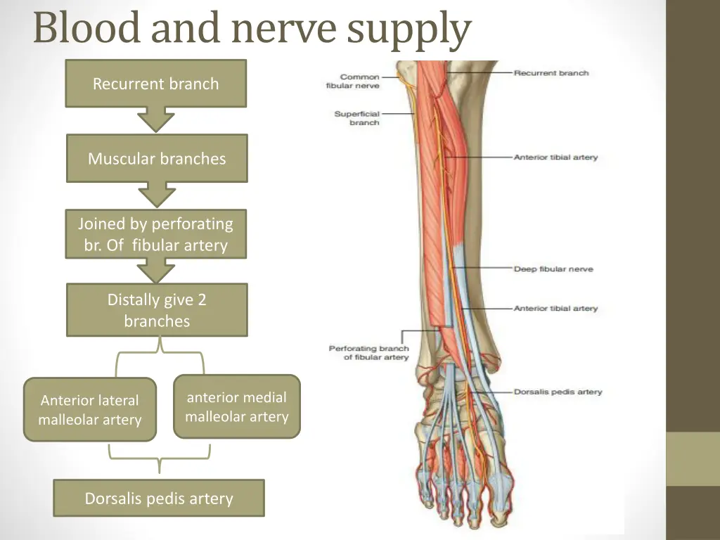 blood and nerve supply