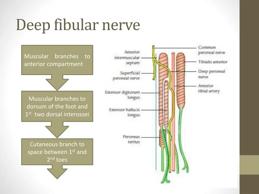 deep fibular nerve