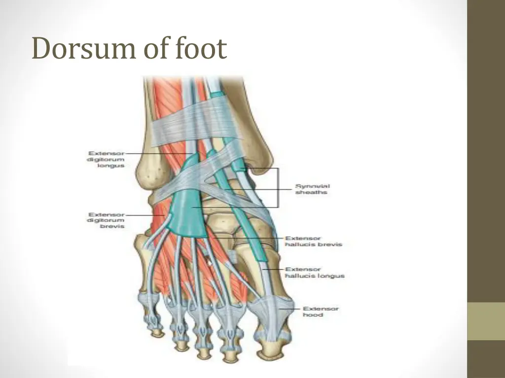 dorsum of foot