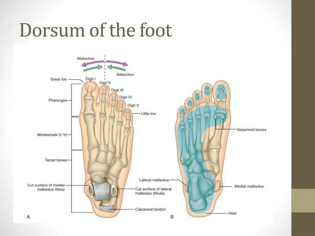 dorsum of the foot