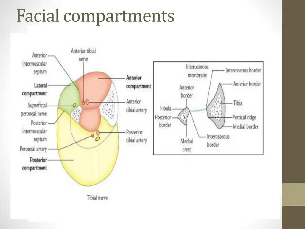 facial compartments