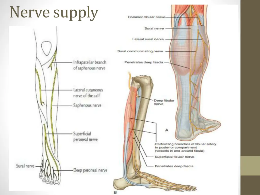 nerve supply