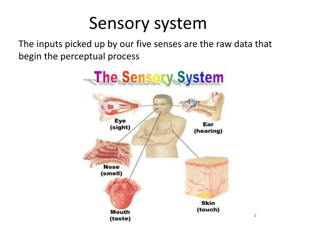 sensory system