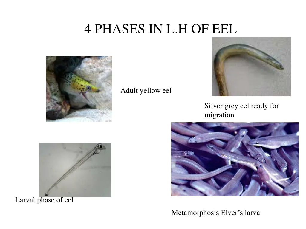 4 phases in l h of eel