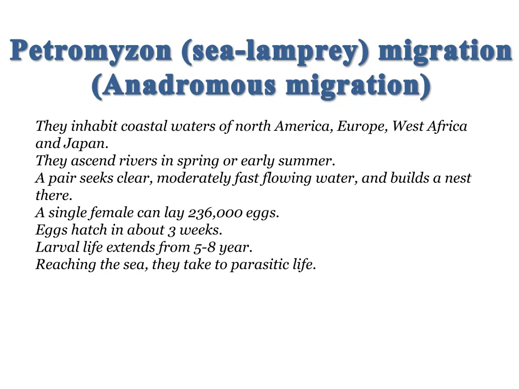 petromyzon sea lamprey migration anadromous