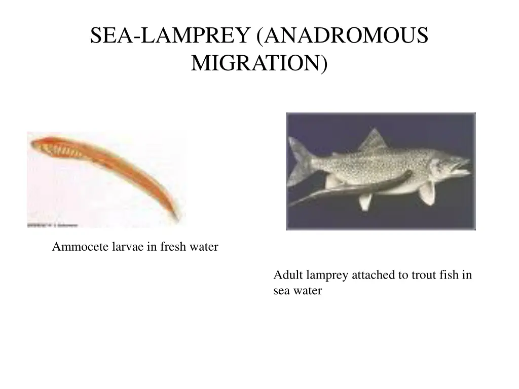 sea lamprey anadromous migration