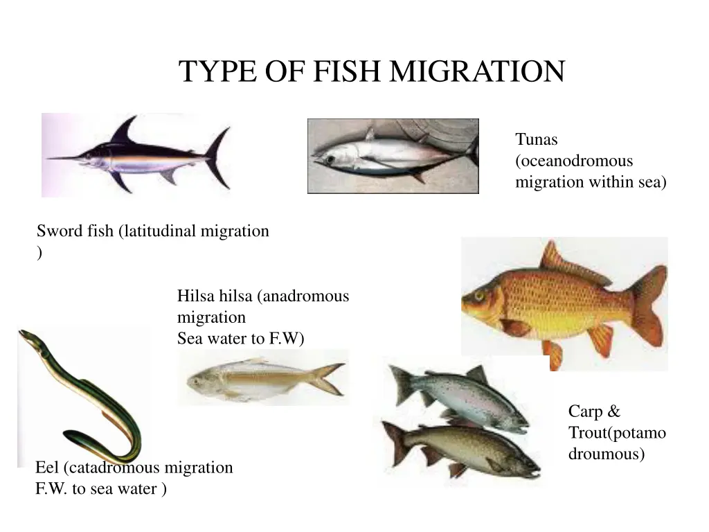 type of fish migration