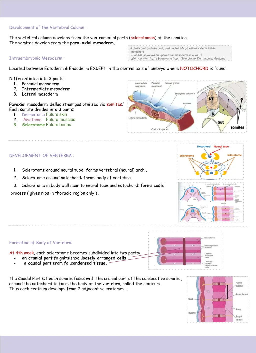 development of the vertebral column