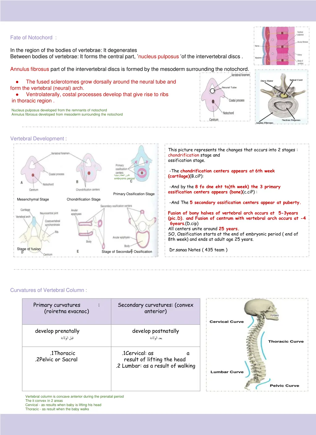 fate of notochord