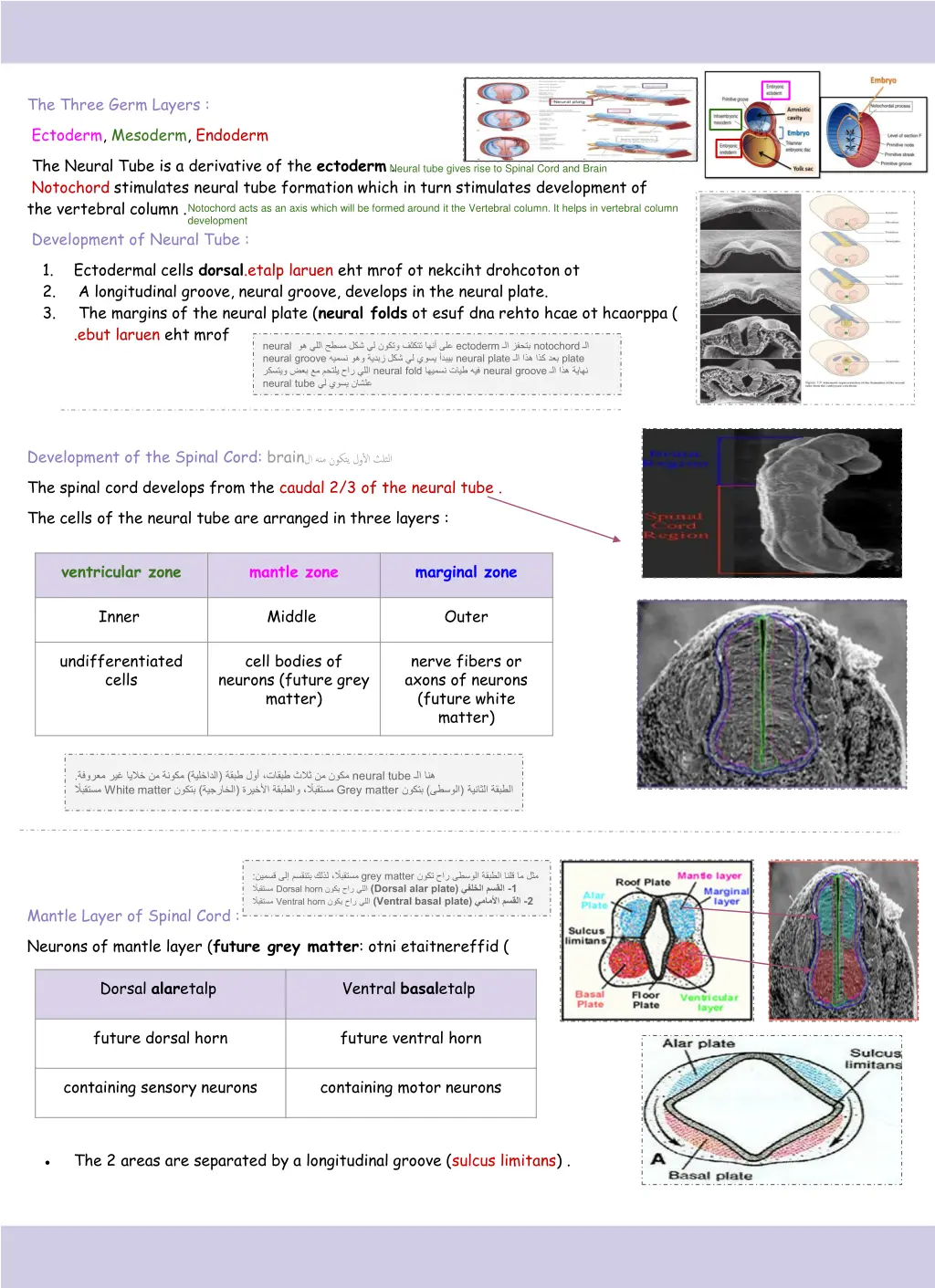 the three germ layers