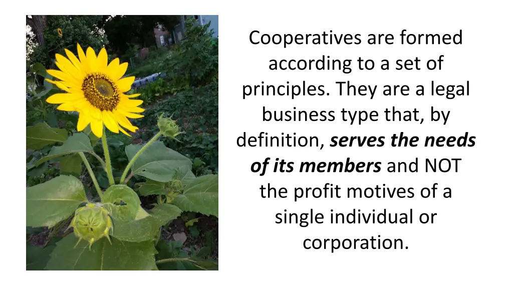 cooperatives are formed according