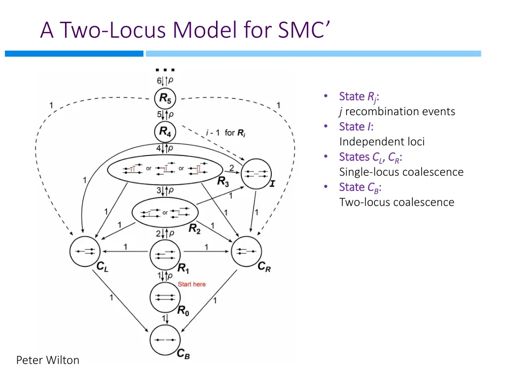 a two locus model for smc