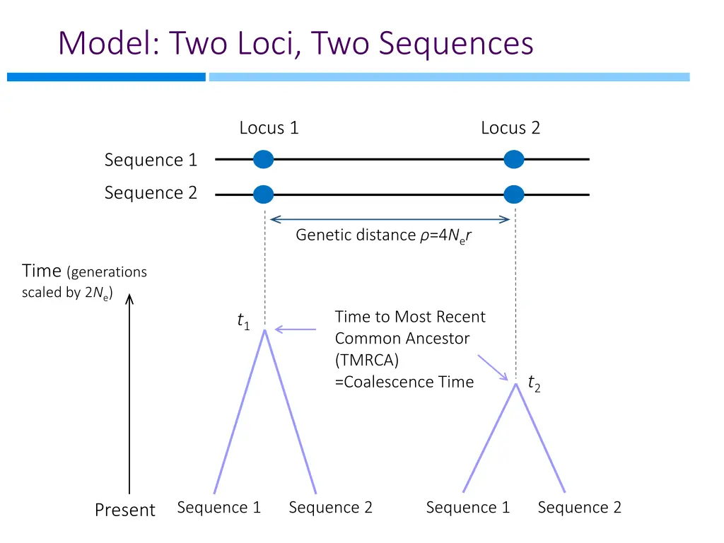 model two loci two sequences