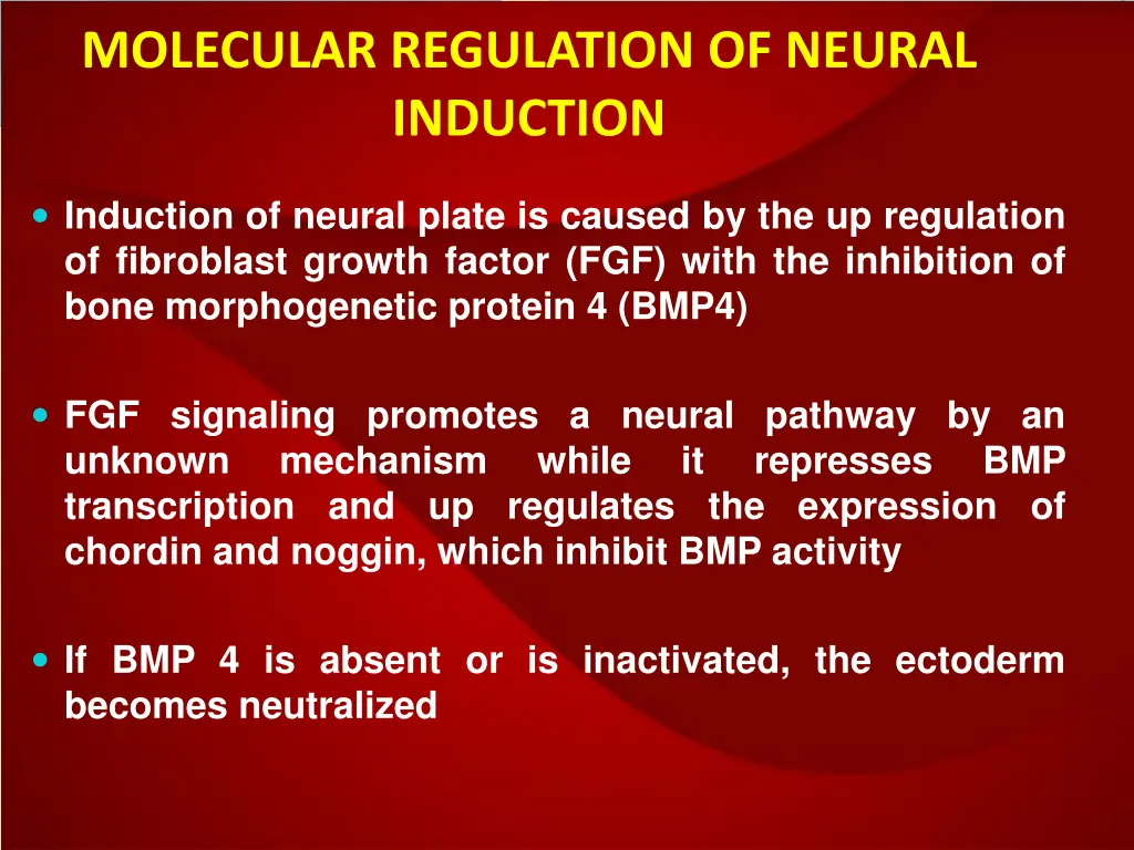 molecular regulation of neural induction