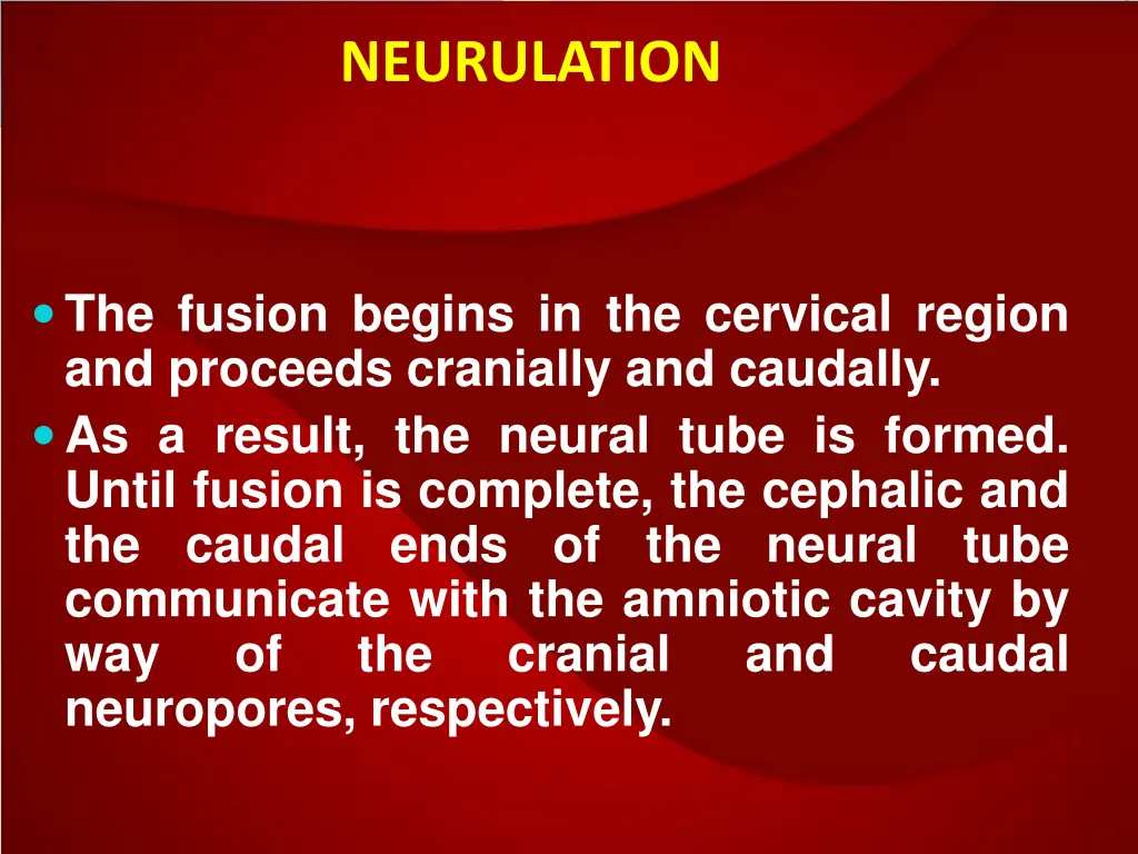 neurulation 1