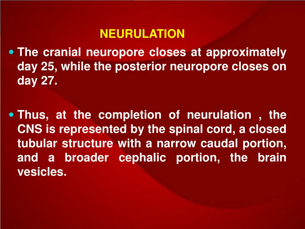 neurulation 2