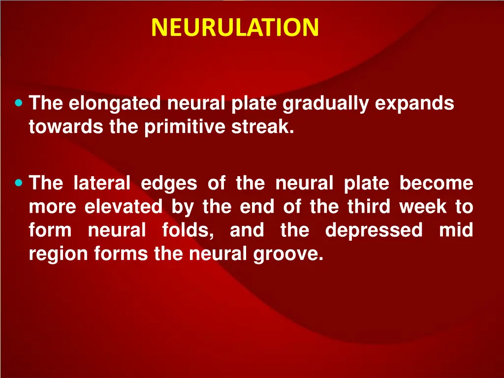 neurulation