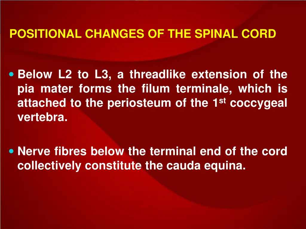 positional changes of the spinal cord 3