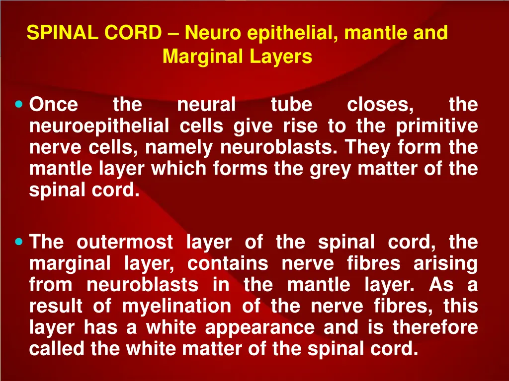 spinal cord neuro epithelial mantle and marginal