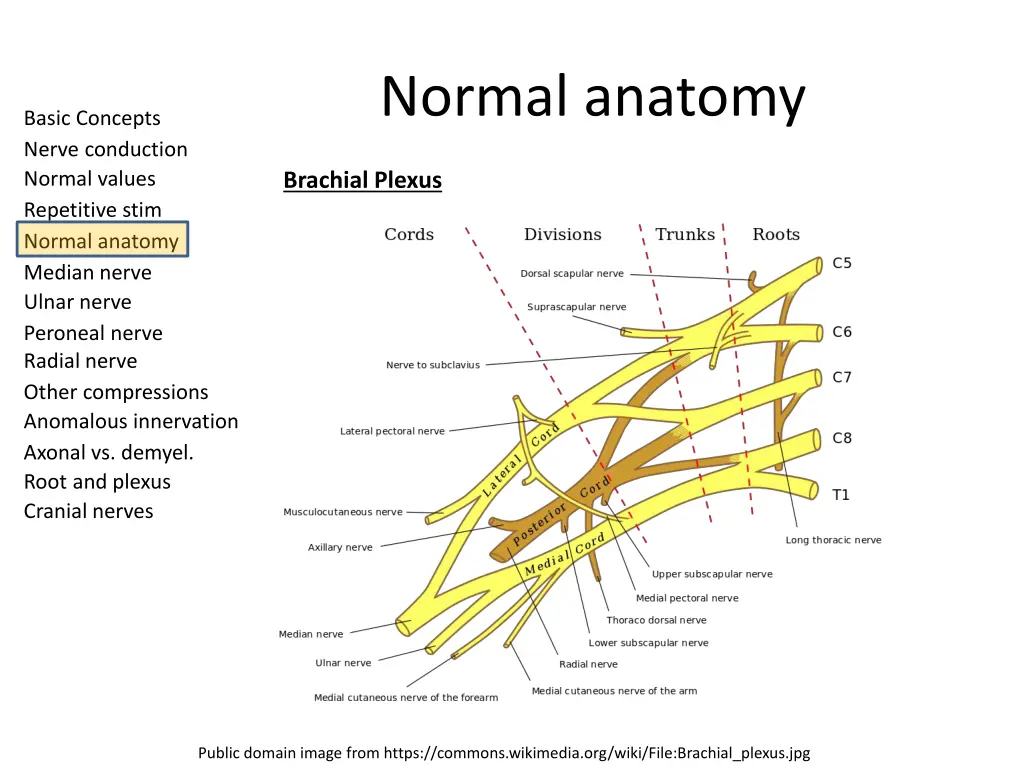 normal anatomy 7