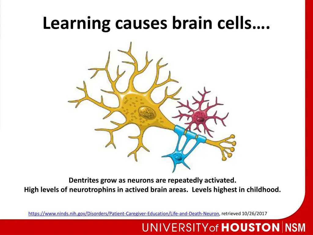 learning causes brain cells