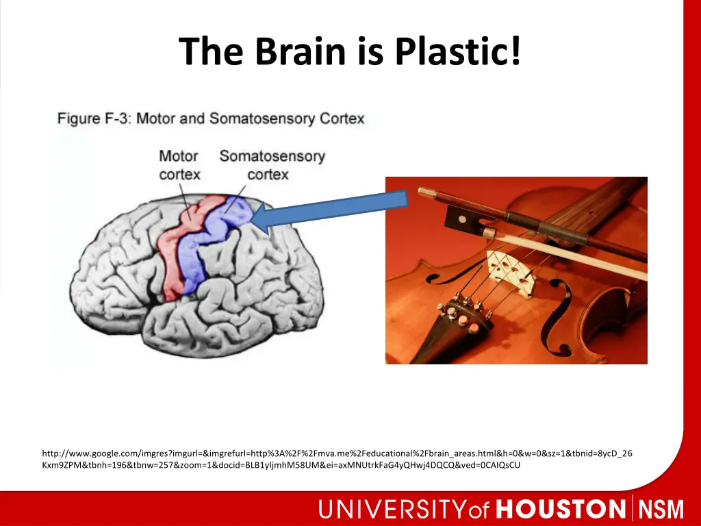 the brain is plastic