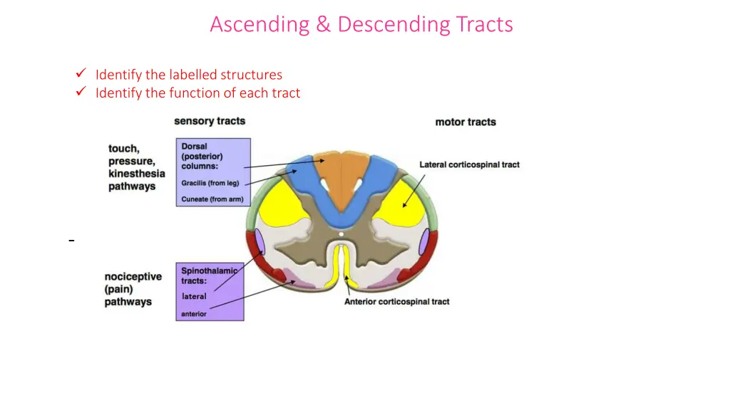 ascending descending tracts