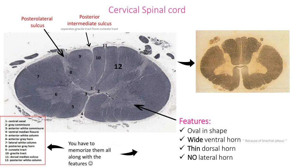 cervical spinal cord