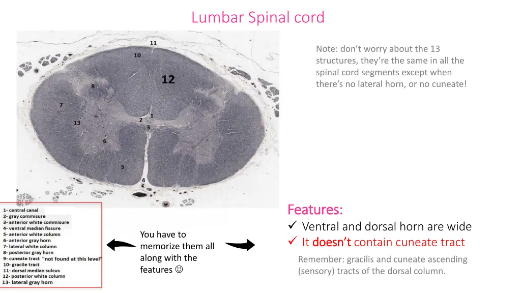 lumbar spinal cord