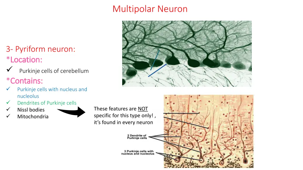 multipolar neuron 1