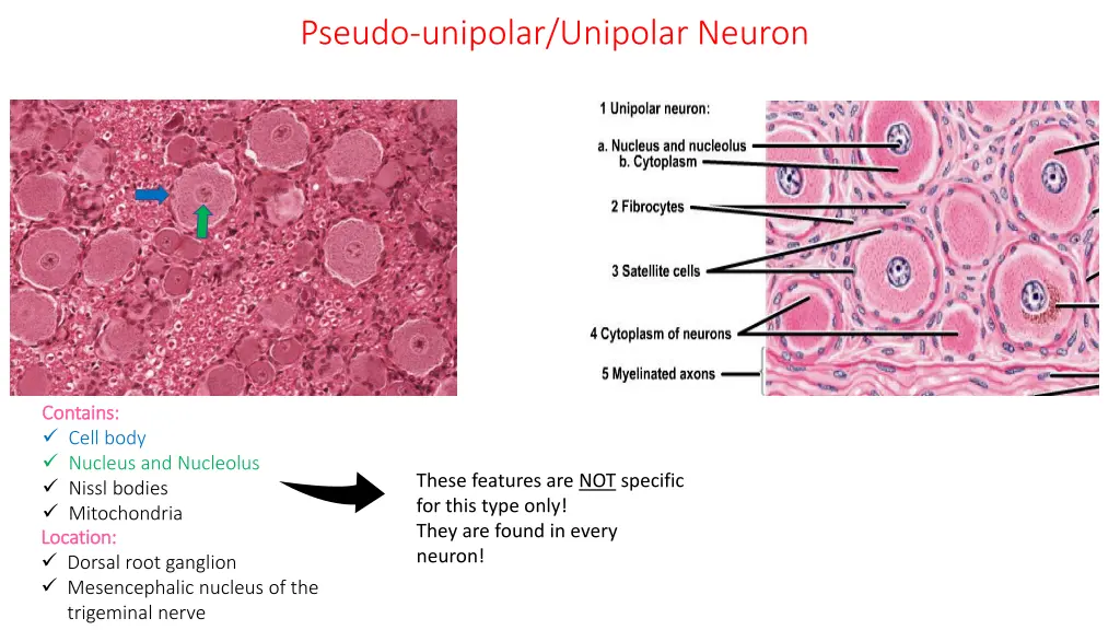 pseudo unipolar unipolar neuron