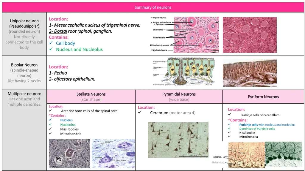 summary of neurons summary of neurons