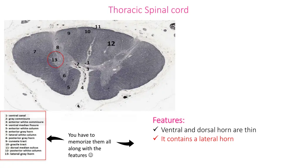 thoracic spinal cord