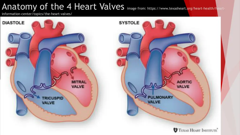 anatomy of the 4 heart valves image from https