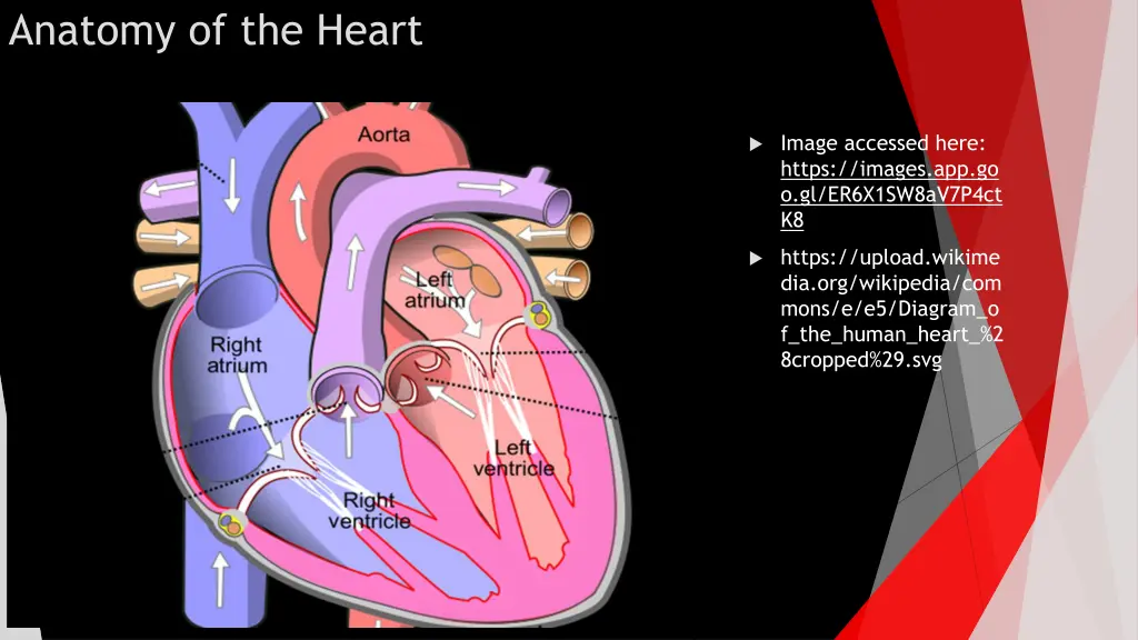 anatomy of the heart 1