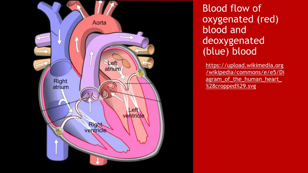 blood flow of oxygenated red blood