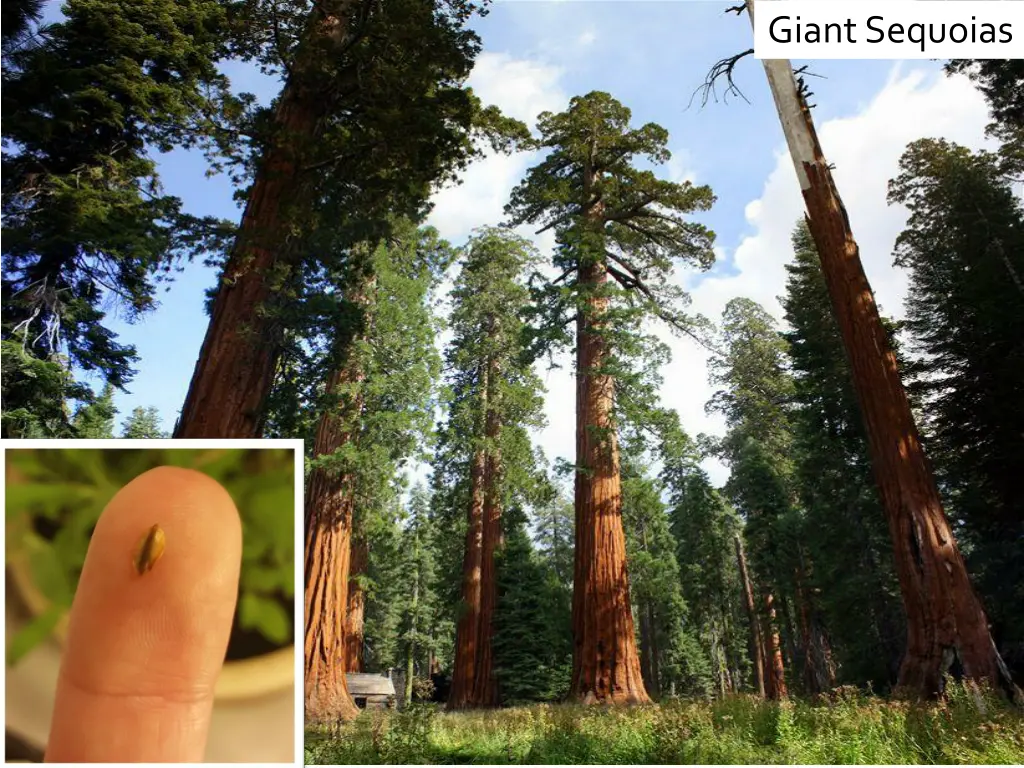 giant sequoias