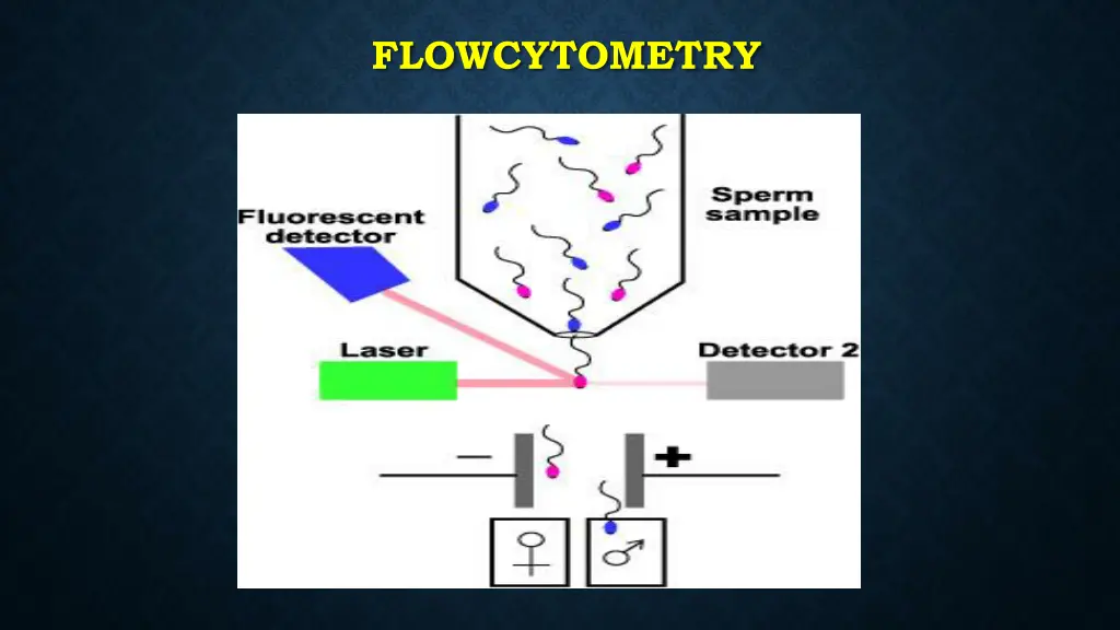 flowcytometry