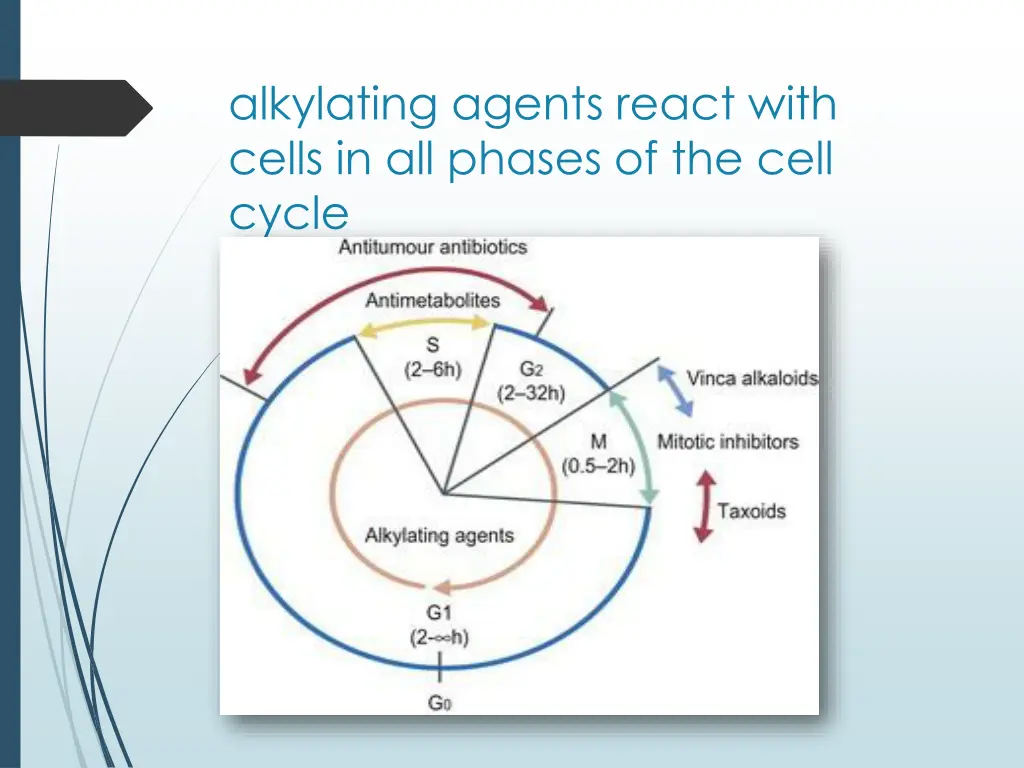 alkylating agents react with cells in all phases