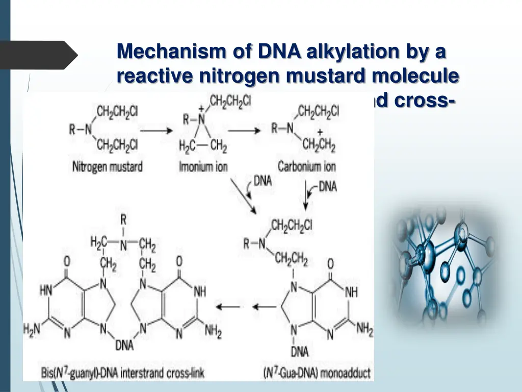 mechanism of dna alkylation by a reactive