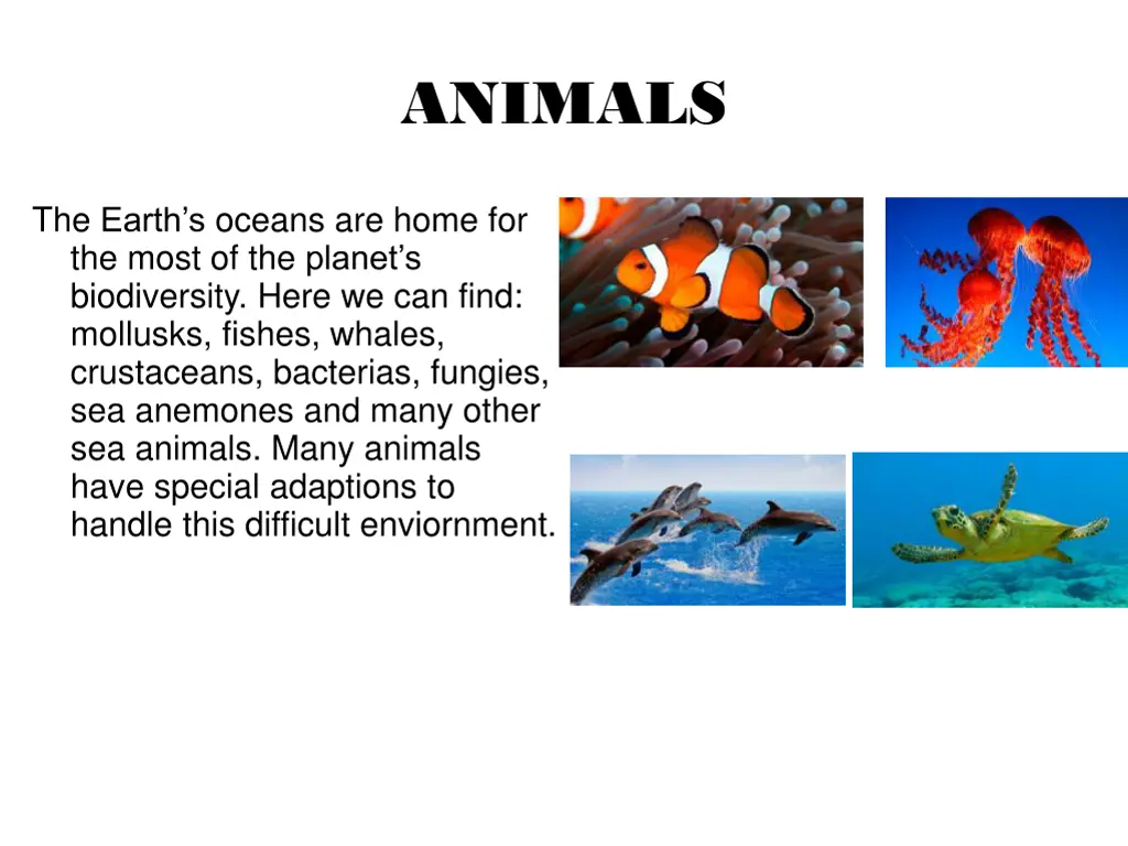 animals