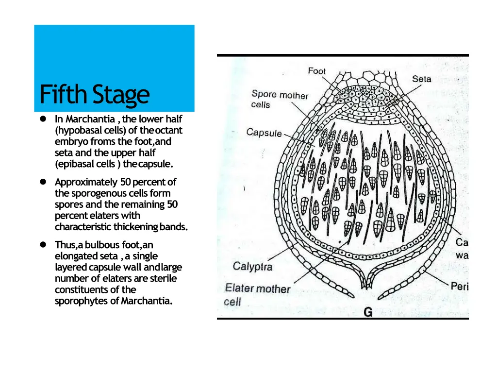 fifthstage in marchantia the lower half hypobasal