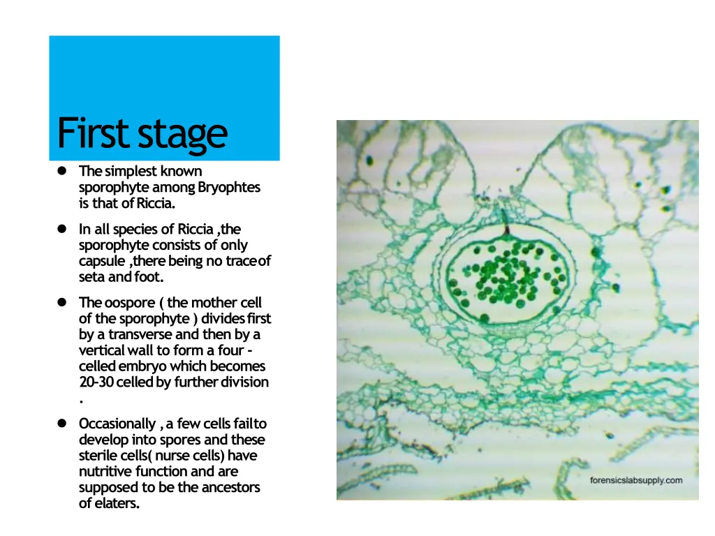 firststage the simplest known sporophyte