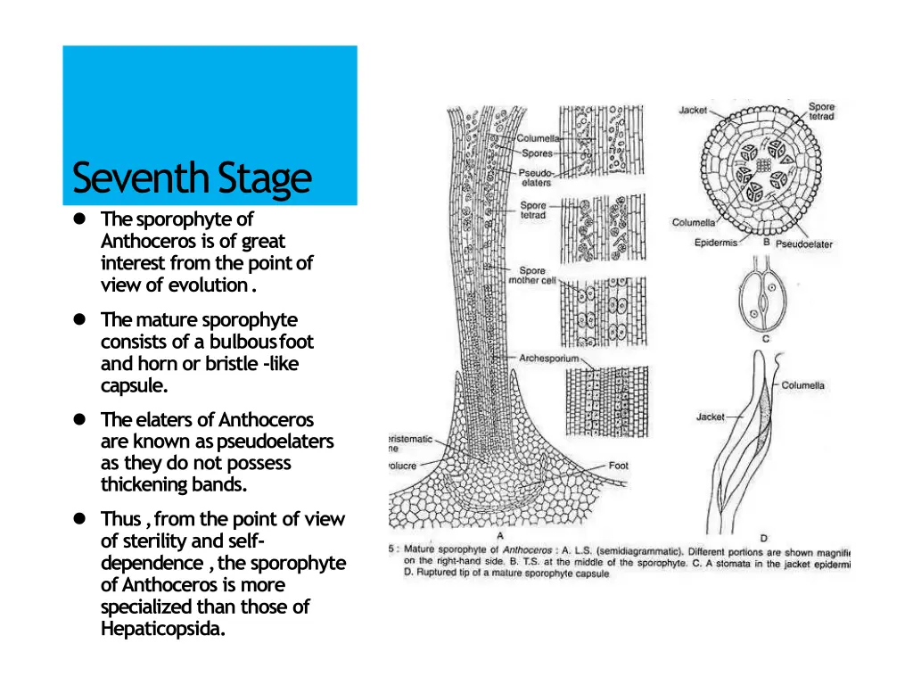 seventhstage the sporophyte of anthoceros