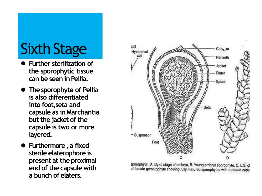 sixthstage further sterilization