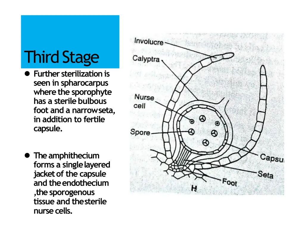 thirdstage further sterilization is seen