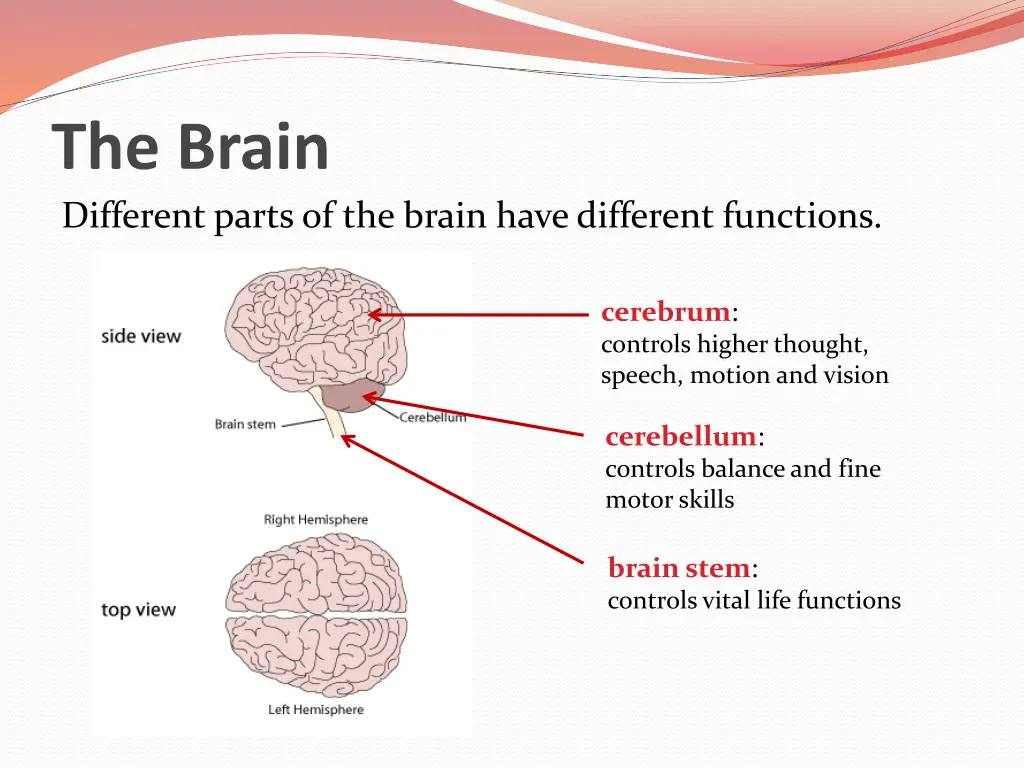 the brain different parts of the brain have