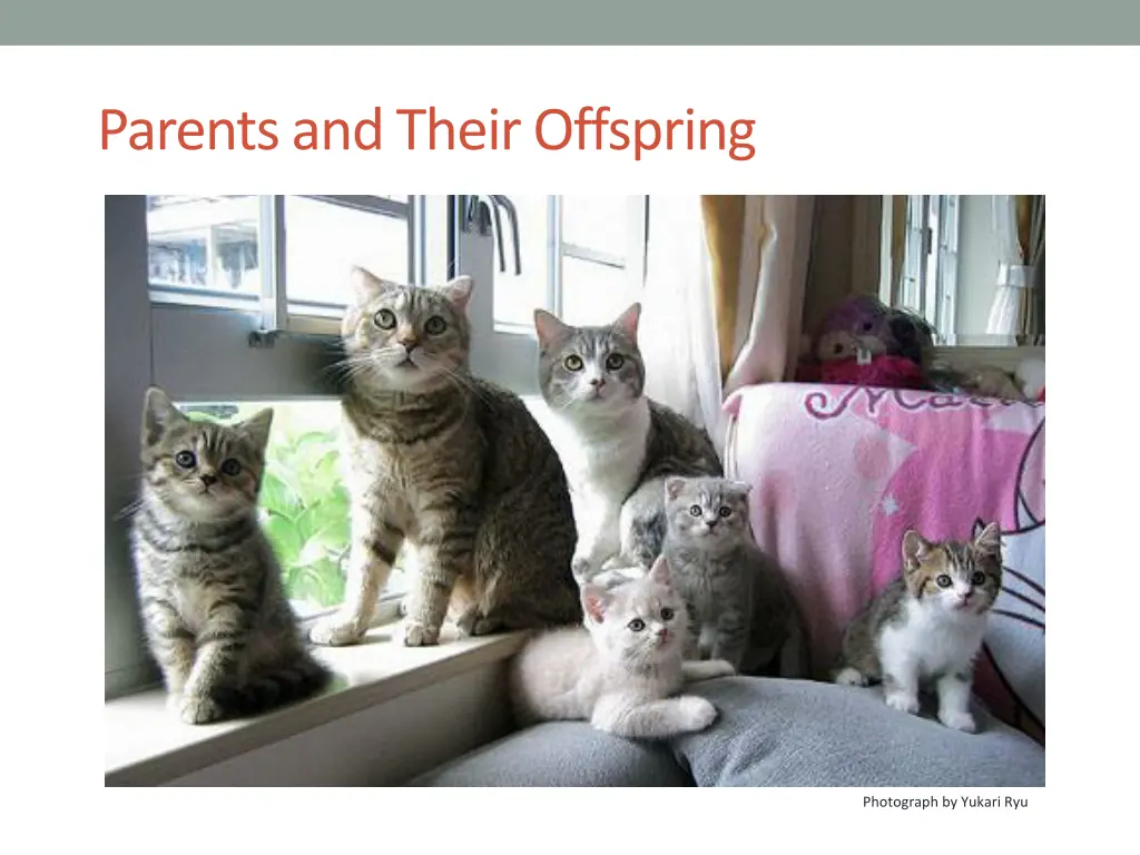 parents and their offspring